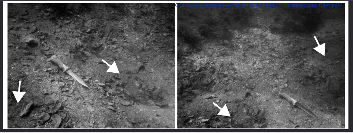 Image: before and after UW photos of the study midden site used in the journal article. Dive knife is 9 inches/30 cm for scale.