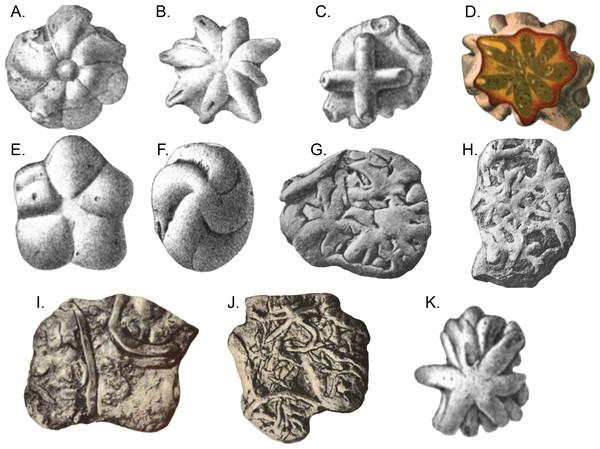 Brooksella and Brooksella-like fossils synonymized by Ciampaglio et al. (2006) and additional Brooksella-like fossils depicted by Walcott from the Conasauga Formation.